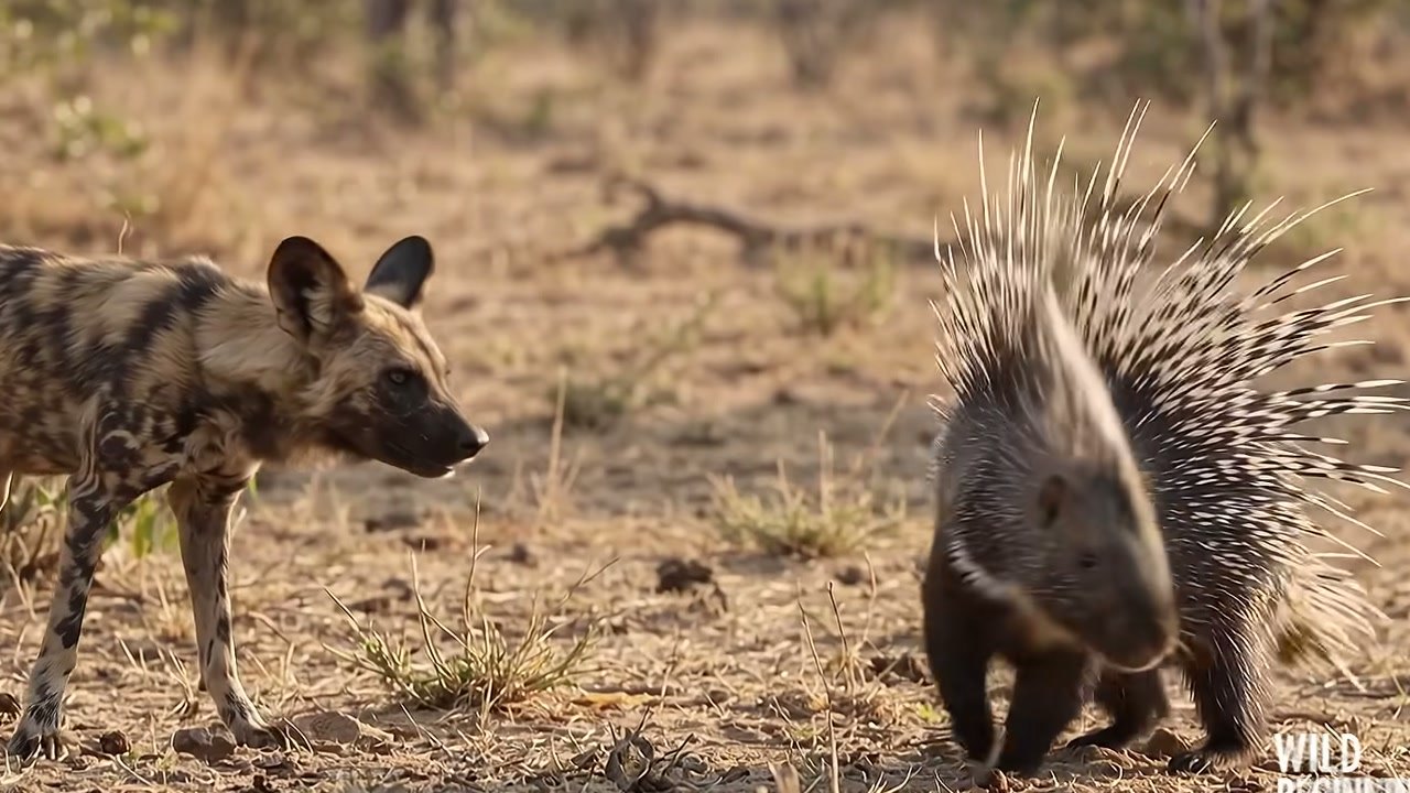 Imagem de divulgação: Cães-selvagens cercam porco-espinho e procuram abertura para atacar, mas defesa com espinhos leva matilha a se afastar na narrativa apresentada pelo Wild Beginnings