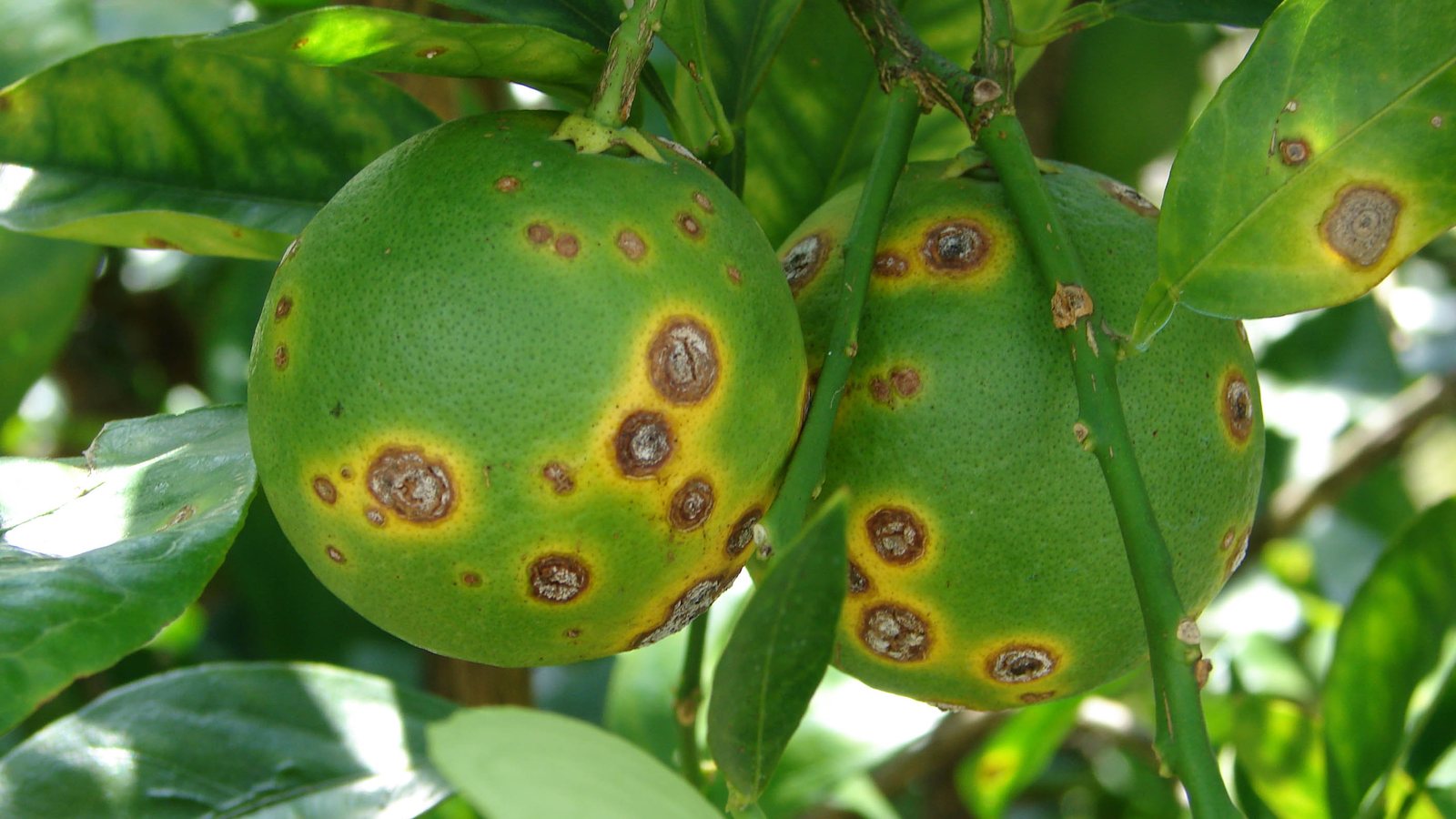 Duas laranjas verdes ainda no pé cobertas de manchas marrons com halo amarelo, as lesões típicas do cancro cítrico