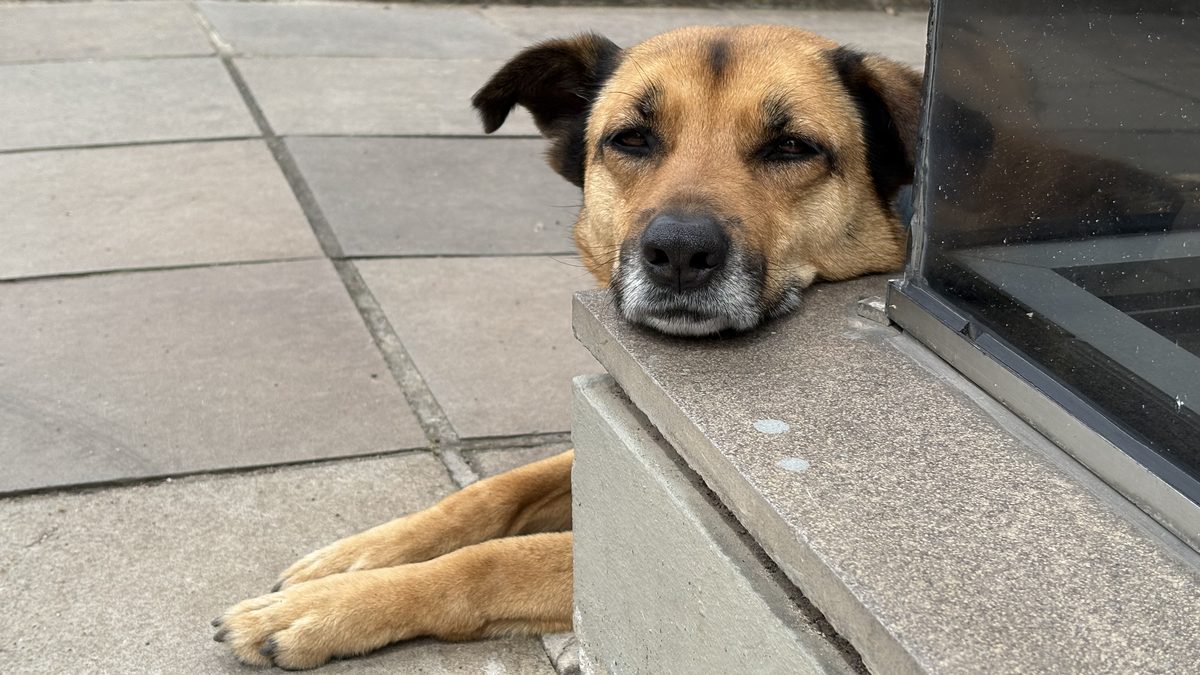 Cão vira-lata de pelo caramelo e preto deitado numa calçada de pedra, com o queixo apoiado num degrau de granito