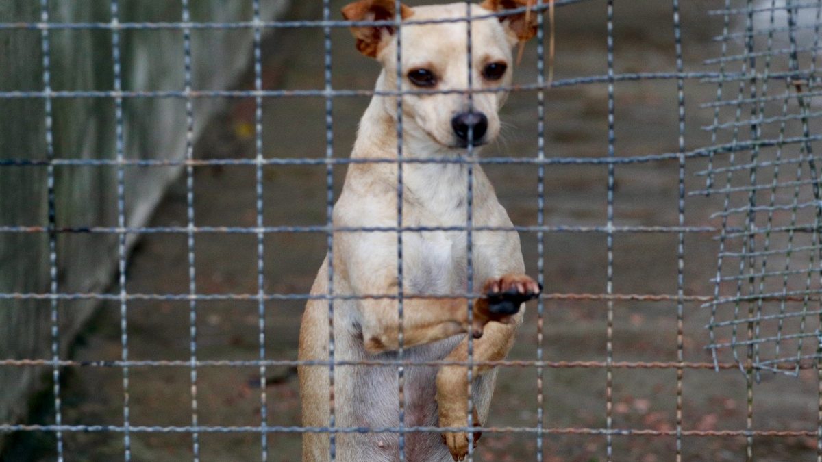 Cachorro de pelo claro em pé, com as patas dianteiras apoiadas numa grade de arame, olhando para a câmera