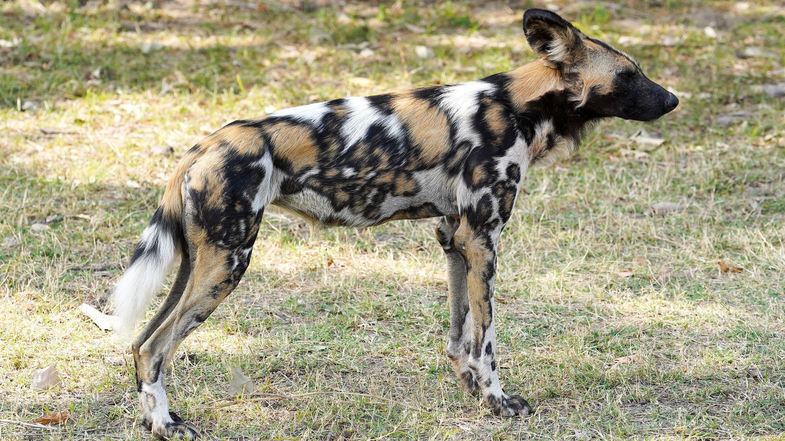 Cão-selvagem-africano de pelagem manchada em preto, marrom e branco, de perfil e em pé sobre capim seco, com as orelhas grandes e arredondadas em pé; a espécie dos cães-selvagens do estudo