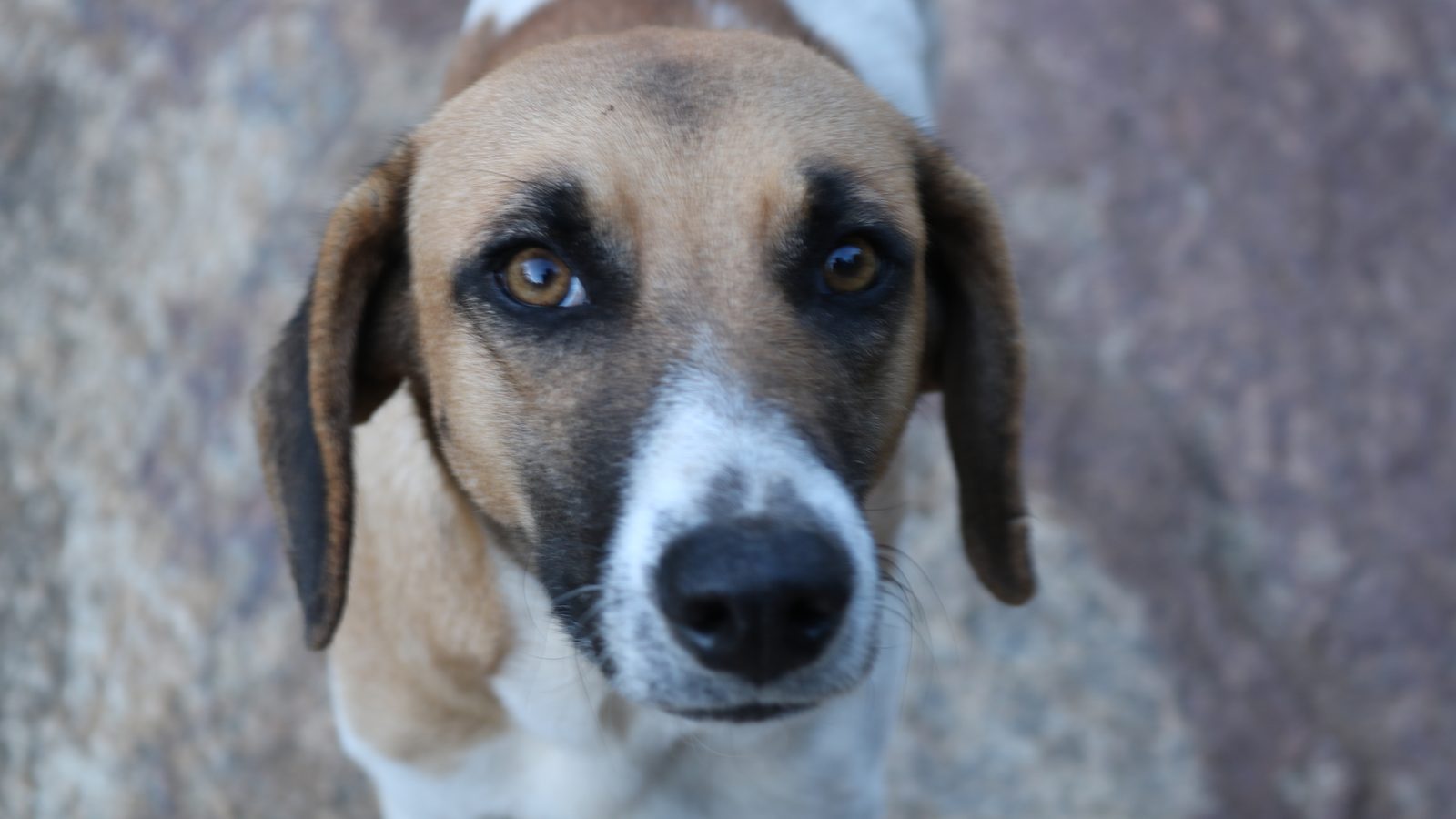 Cão sem raça definida olhando para a câmera, retrato de um animal de estimação que ficou no centro das buscas