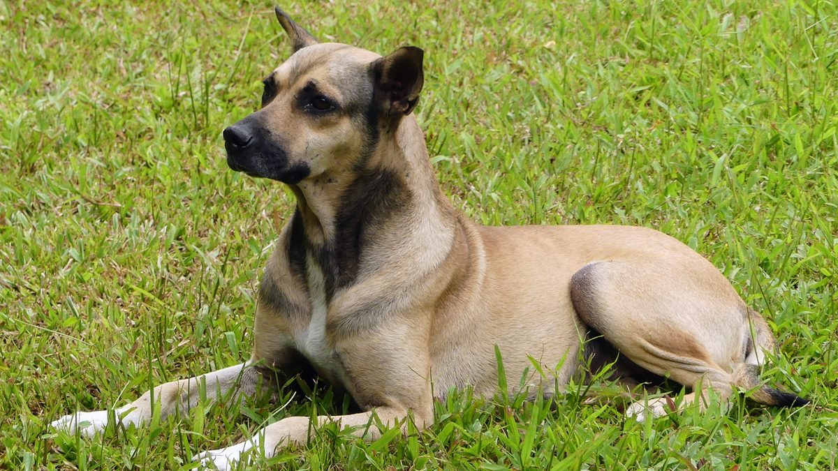 Cão vira-lata de pelo caramelo deitado na grama, com as orelhas em pé e o olhar para o lado