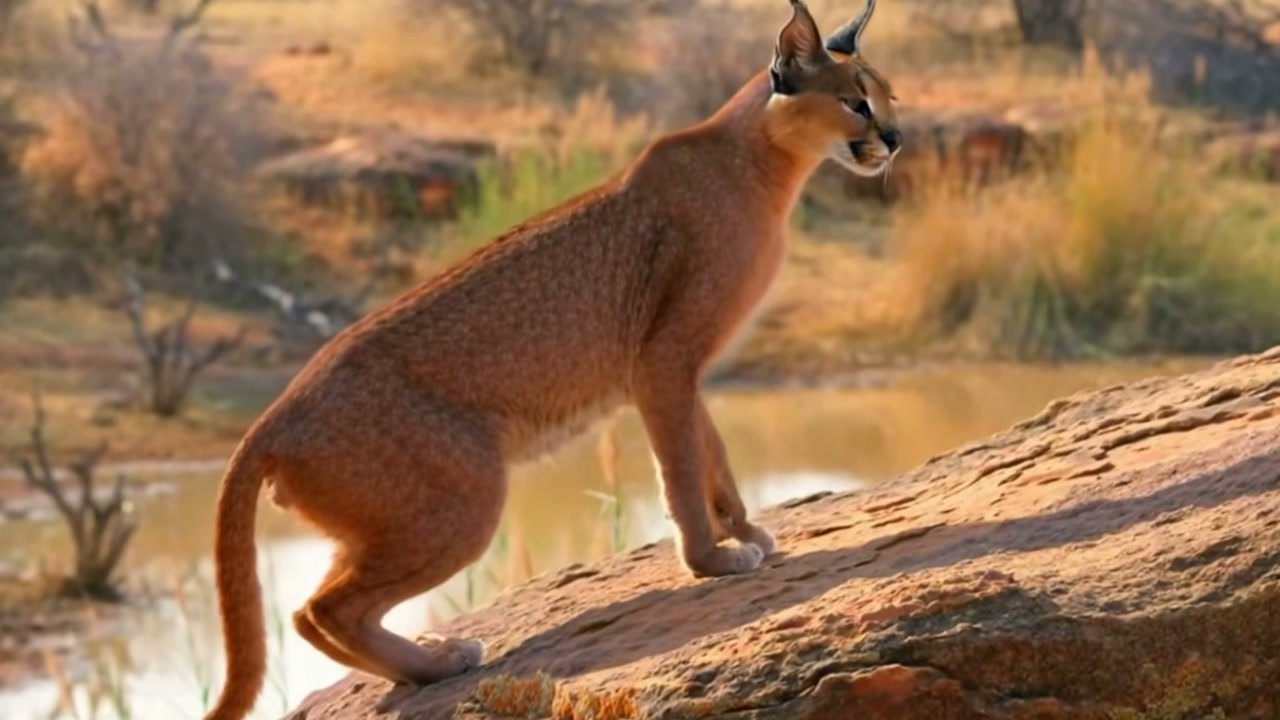 Imagem de divulgação: Caracal e filhote ficam encurralados em árvore por cães-selvagens, mas ataque de águia acrescenta perigo à narrativa apresentada pelo The Winter Ghost