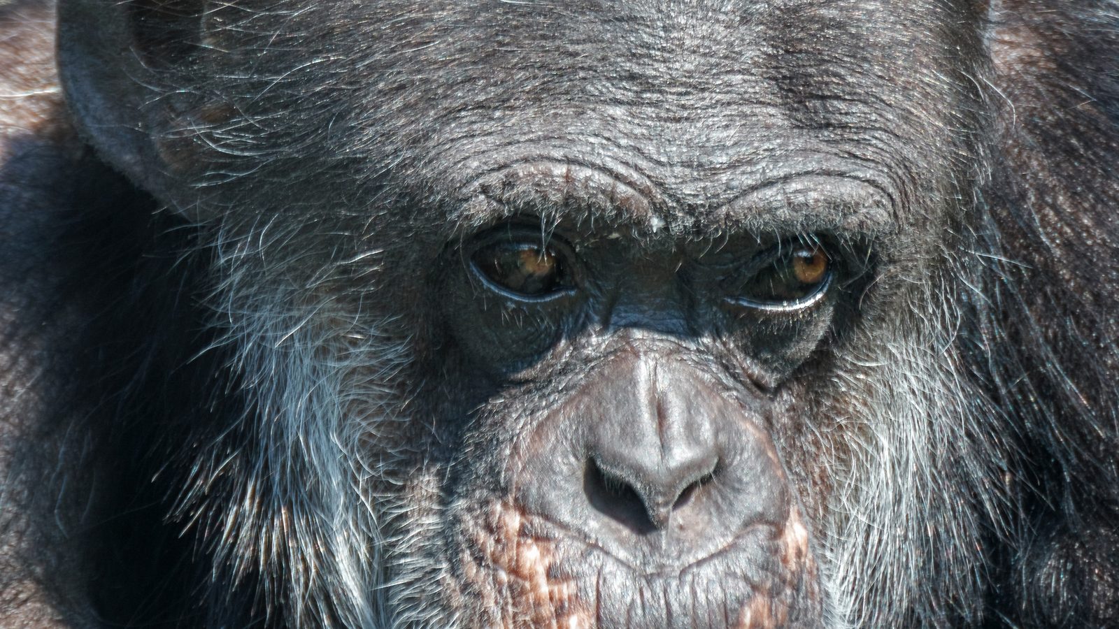 Rosto de chimpanzé em close, com olhar fixo na câmera, um dos primatas do estudo com 100 primatas sobre violência