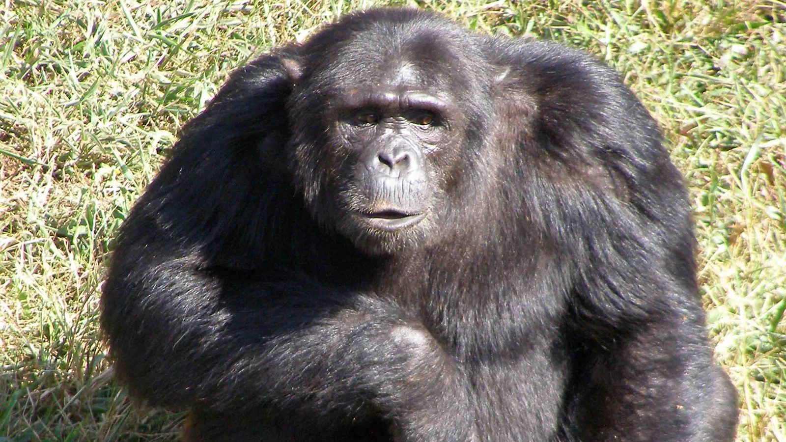 Chimpanzé adulto sentado na grama no santuário da Ilha de Ngamba, em Uganda, com a mão na cabeça e olhar atento para a câmera, chimpanzés roubam menos abacaxi de amigos