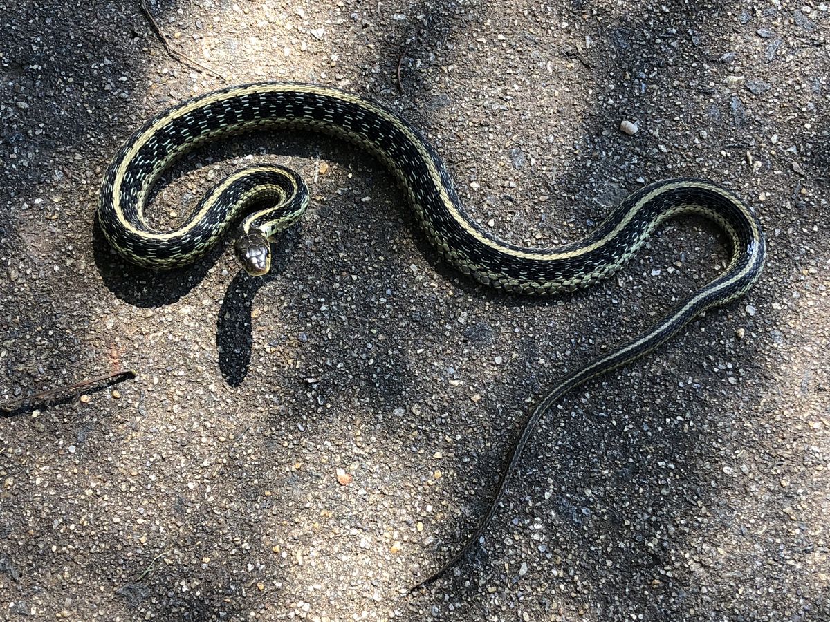 Cobra-liga listrada de preto e amarelo enrolada no asfalto de uma calçada, com a cabeça erguida e a sombra no chão