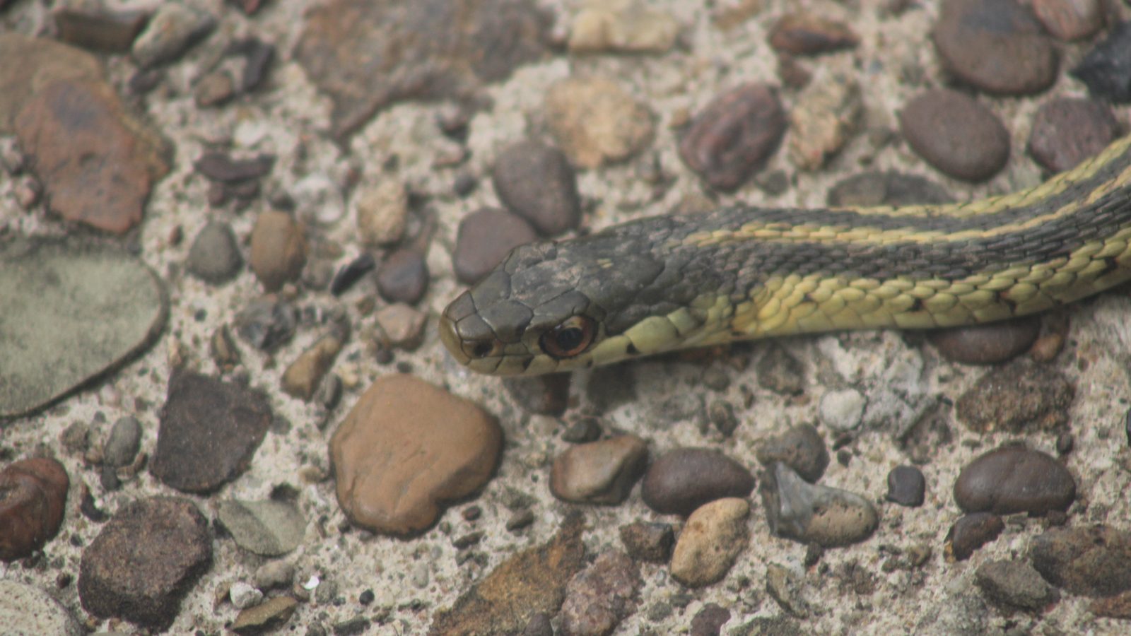 Cobra listrada de verde e amarelo deitada sobre uma calçada de concreto com pedrinhas, cena de cobras na cidade