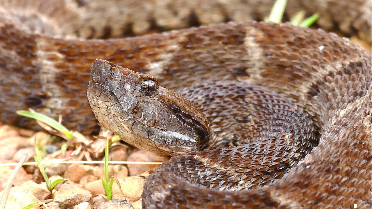 Bothrops atrox (jararaca-do-norte), cobra do grupo com a maior taxa de picada por estado no Brasil em 2024