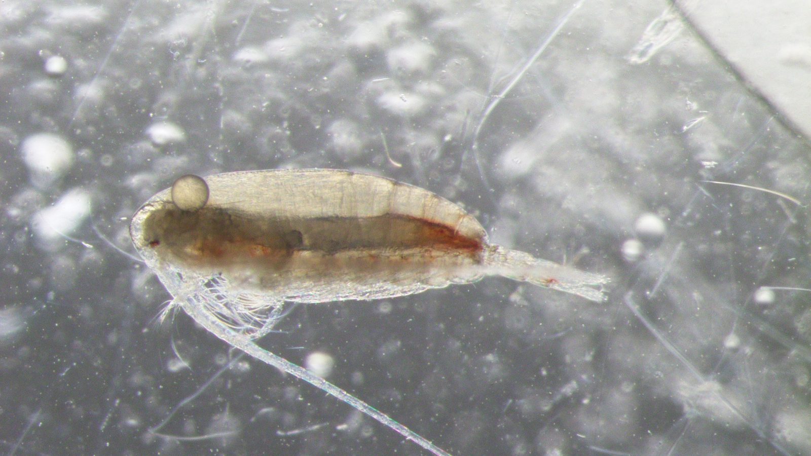Copépode Calanus visto ao microscópio, crustáceo do plâncton cujo sinal químico ajudou a prever a toxina em mexilhão com semanas de antecedência