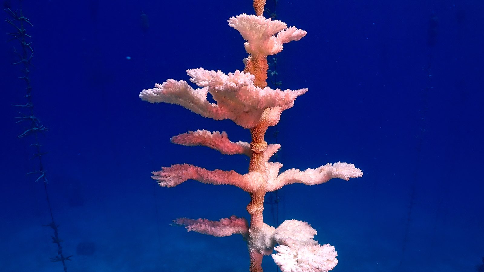 Coral branqueado de cor rosada e branca preso a uma corda num viveiro de corais em Tavernier, Flórida, em 2023, um coral doente sob calor do mar