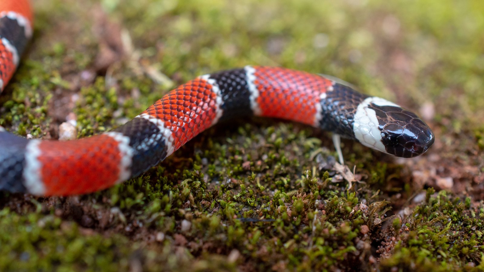 Cobra-coral de anéis vermelhos, pretos e brancos sobre musgo verde, uma das cobras venenosas que se destacam no habitat