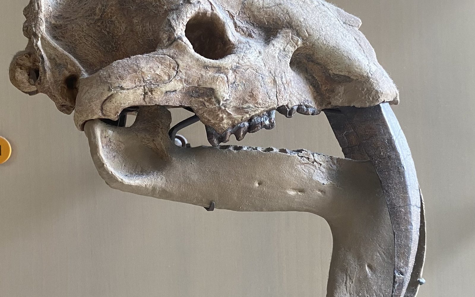 Crânio de Thylacosmilus, predador dente-de-sabre aparentado dos marsupiais, com o canino longo e curvo e a mandíbula com aba óssea, em exposição de museu