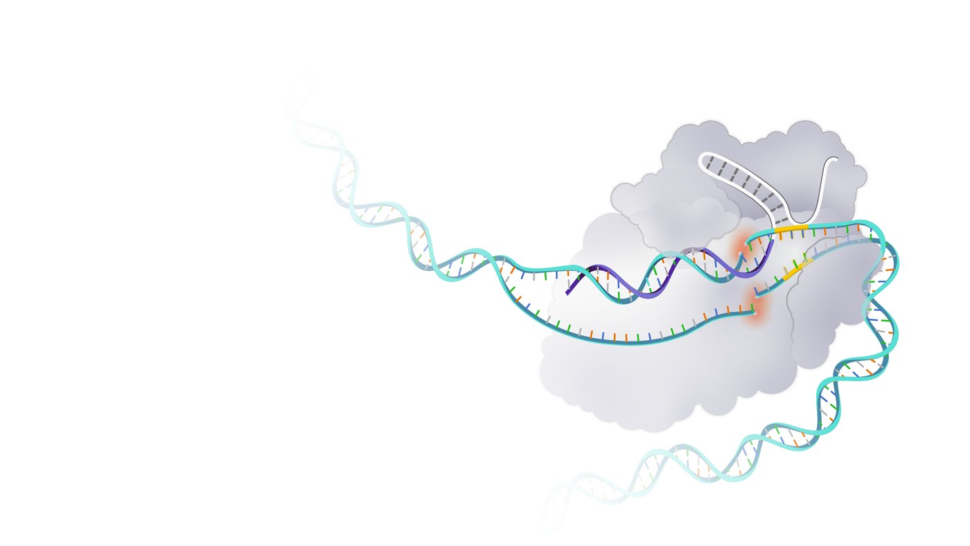 Ilustração do sistema CRISPR: a proteína Cas9, em cinza, guiada por um RNA, abre e corta a dupla hélice do DNA num ponto escolhido