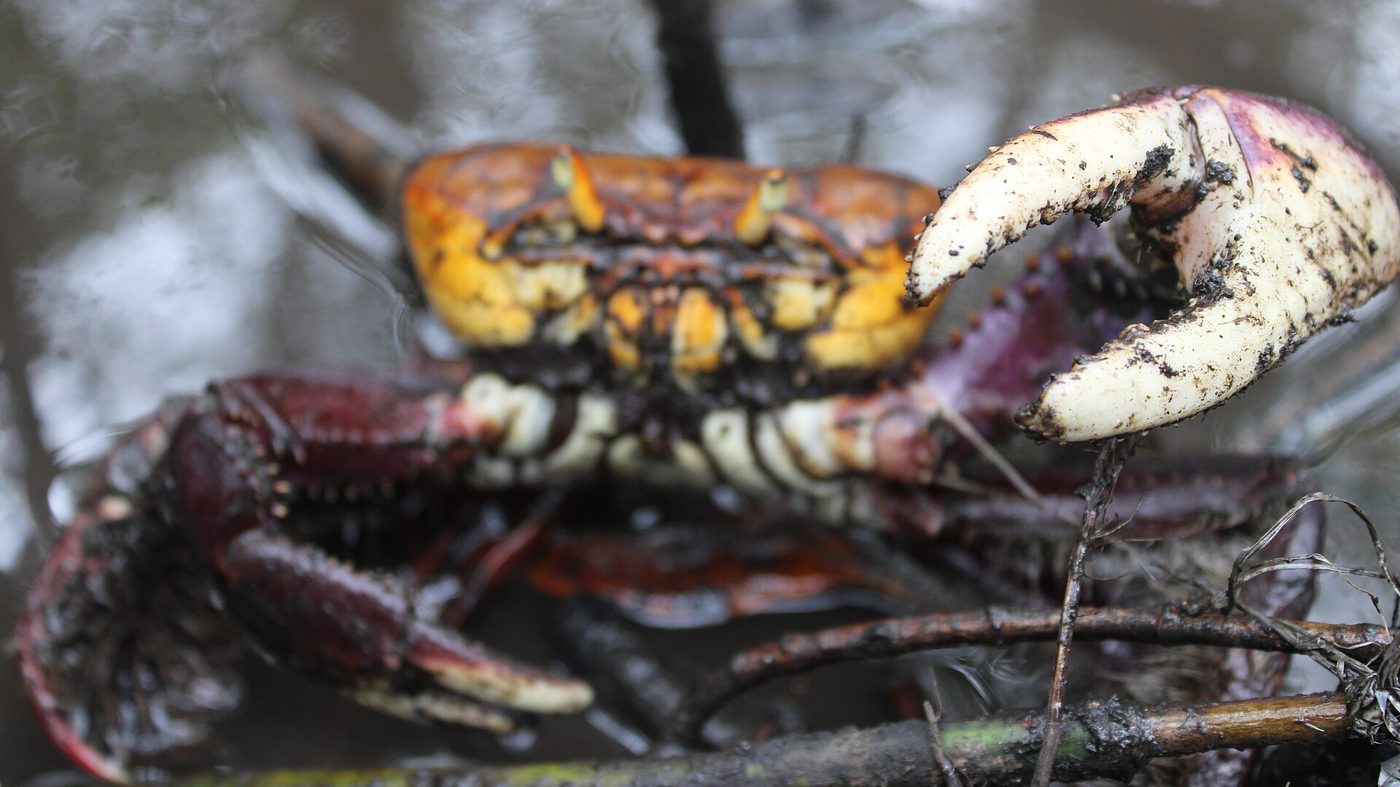 Caranguejo-uçá com a garra maior aberta na Estação Ecológica de Guaraqueçaba, no Paraná, um dos cinco estados do defeso do caranguejo-uçá que começa em 1º de outubro