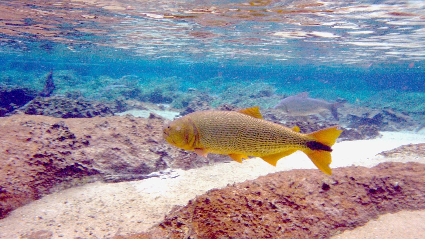 Dourado nadando debaixo d'água no rio da Prata, foto de abertura do calendário de defesos 2026/2027 da pesca no Brasil