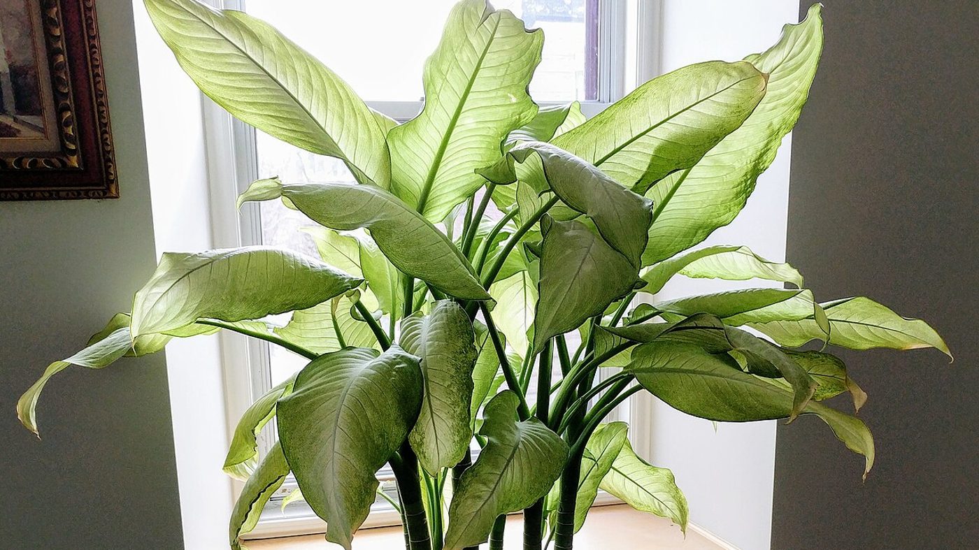 Vaso de Dieffenbachia, a planta comigo-ninguém-pode perigosa para criança e pet, com folhas grandes dentro de casa