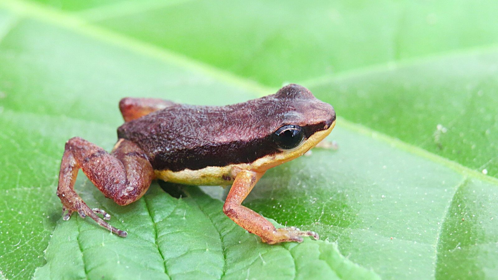 Sapo-flecha de espécie parente, do mesmo gênero do sapo de 13 milímetros do Espírito Santo, sobre uma folha verde