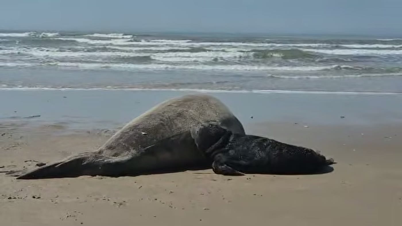 Fêmea de elefante-marinho-do-sul deitada na areia com o filhote escuro recém-nascido encostado ao corpo, à beira-mar no litoral de Jaguaruna