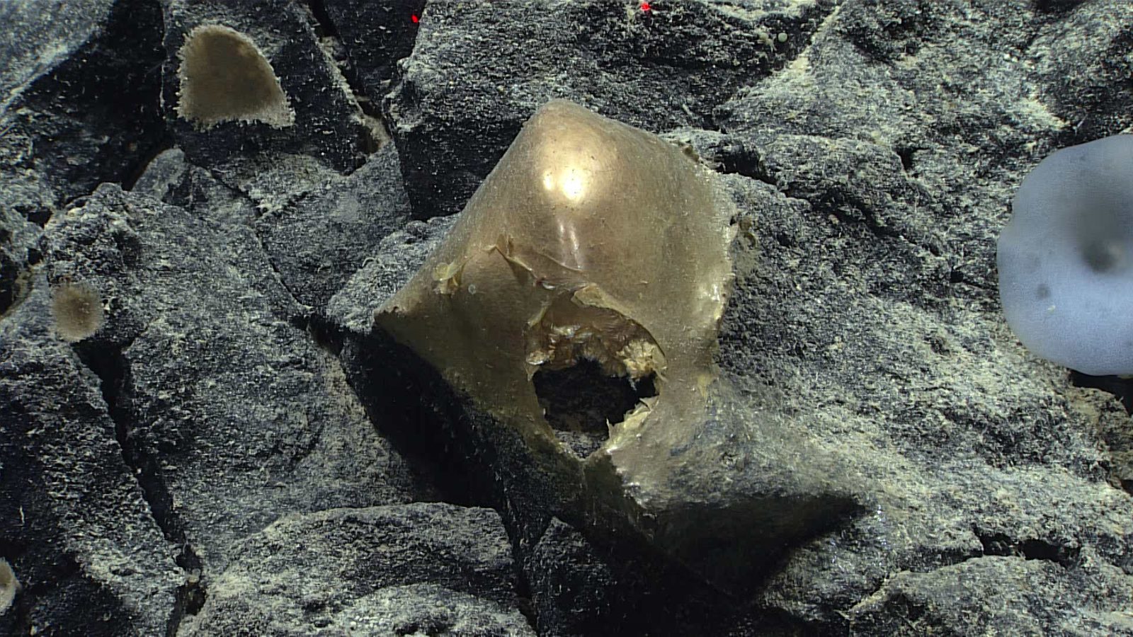 Esfera dourada do fundo do mar com um buraco na lateral, presa a rochas escuras a mais de 3 mil metros de profundidade no Golfo do Alasca