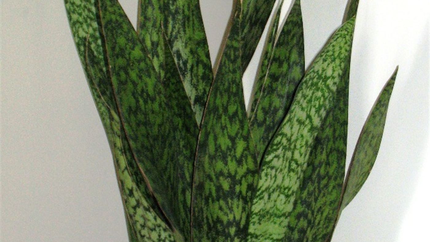 Folhas da espada-de-são-jorge (Sansevieria trifasciata), planta popular em casas e apartamentos do Brasil