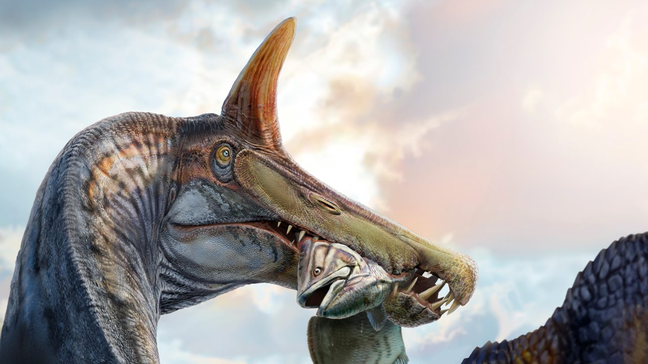 Ilustração de espinossauro com crista alta em forma de sabre sobre a cabeça, segurando um peixe celacanto na boca, contra o céu nublado