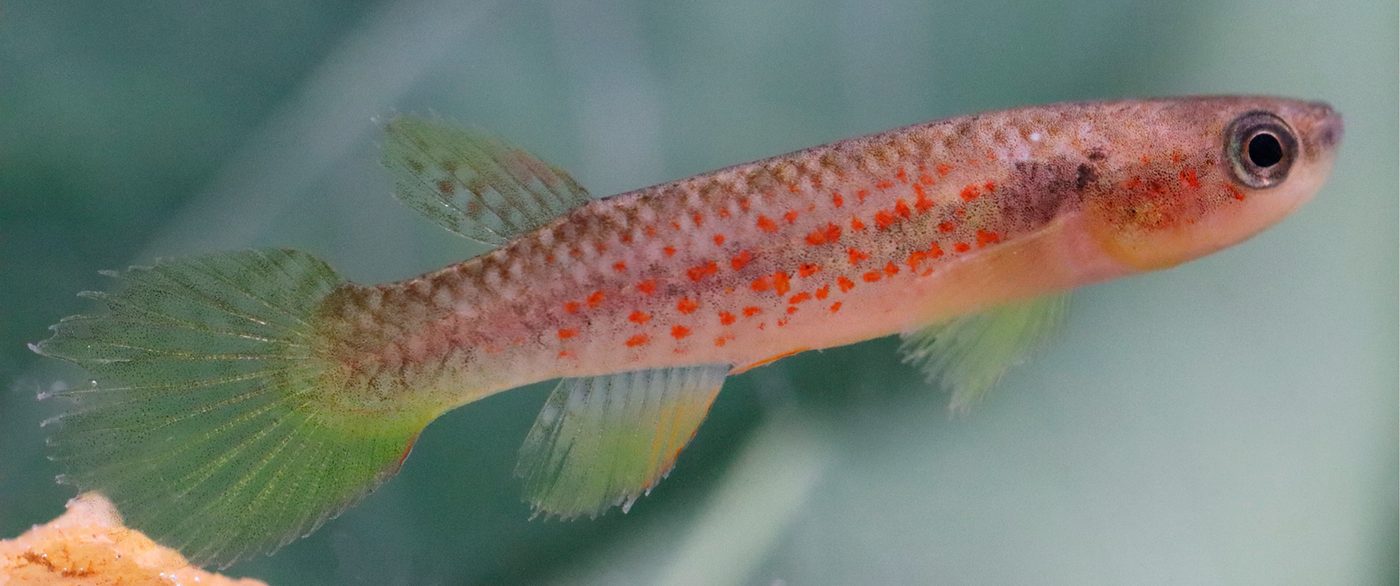 Fêmea do peixe laranja Laimosemion laranja, de corpo claro com pintas alaranjadas esparsas e barbatanas transparentes esverdeadas