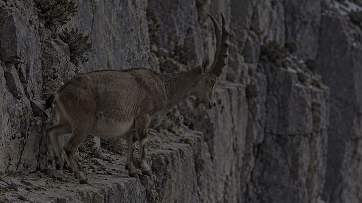 Imagem de divulgação: Filhote de markhor mal consegue ficar em pé após nascer em penhasco, mas precisa atravessar uma fenda com um lince por perto na narrativa do vídeo