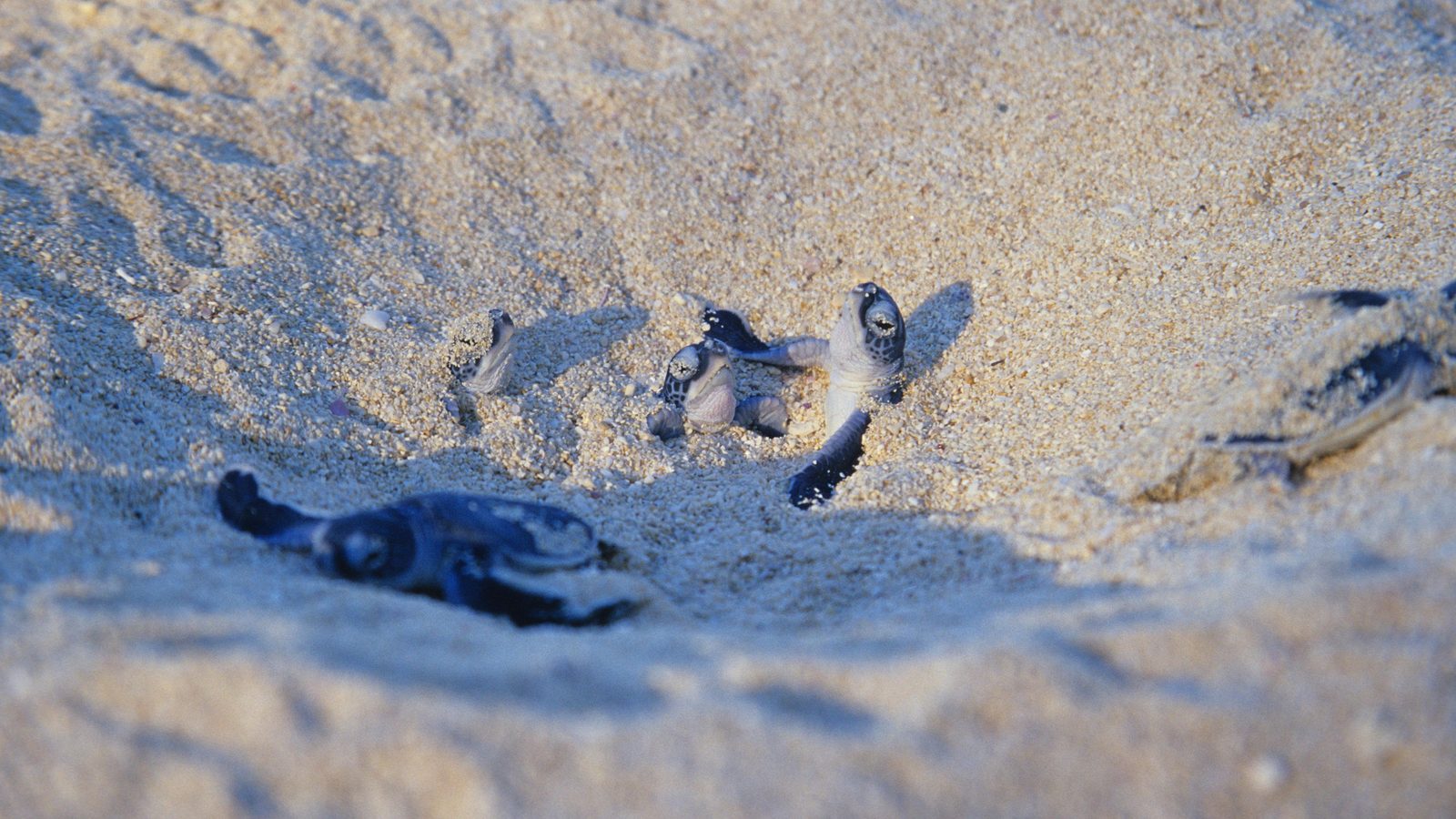 Filhotes de tartaruga-verde saindo do buraco do ninho na areia clara da praia