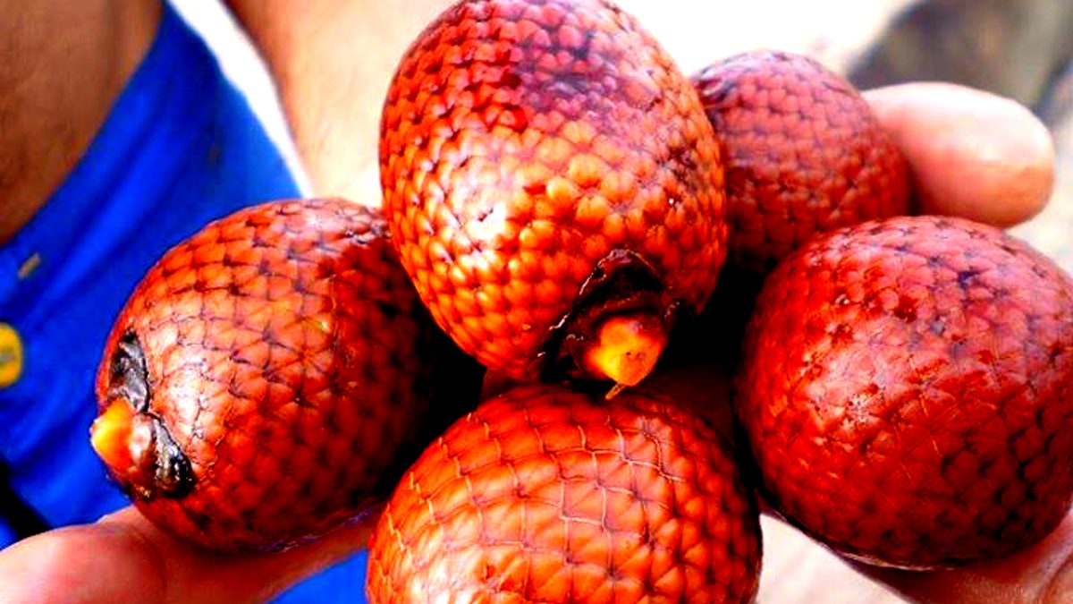 Mãos segurando cinco frutos de buriti, de casca vermelha em escamas, a palmeira típica das veredas