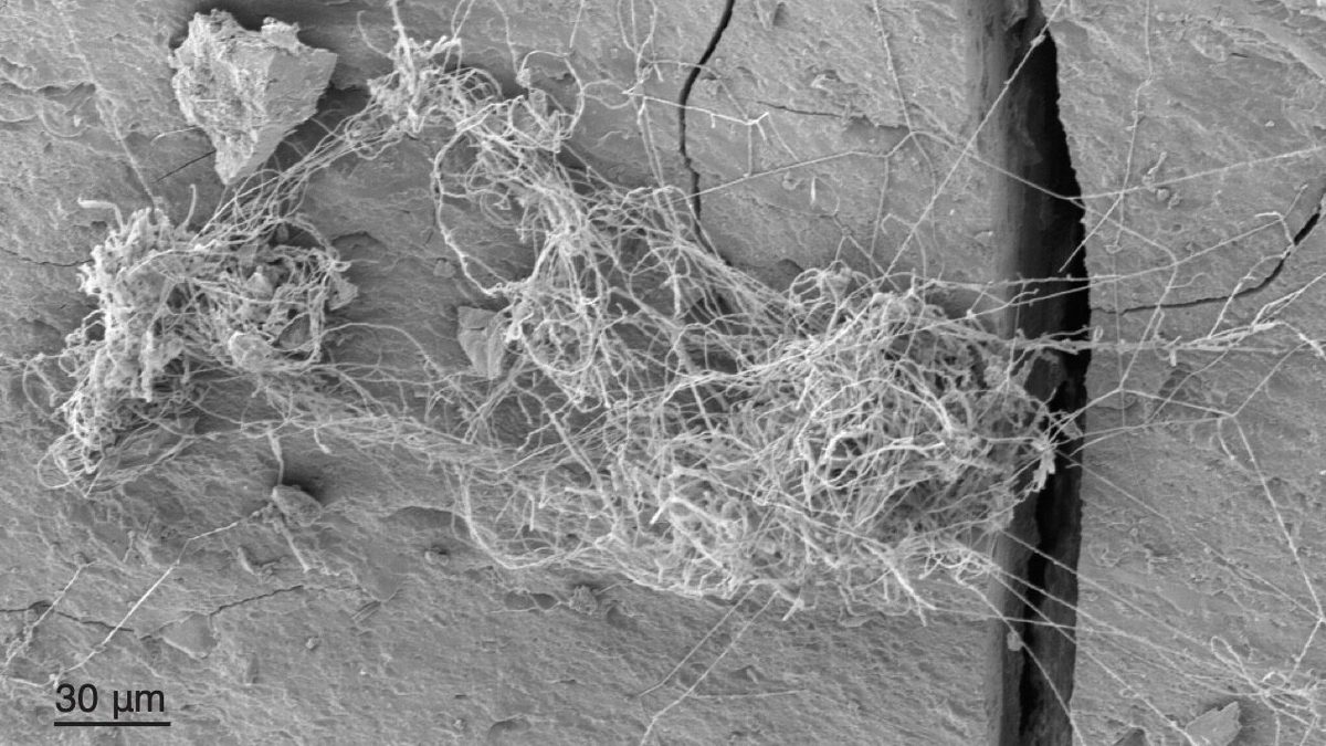 Fungos a 556 metros de profundidade: filamentos brancos de fungo isolado do subsolo de Michigan, vistos ao microscópio eletrônico sobre superfície de rocha