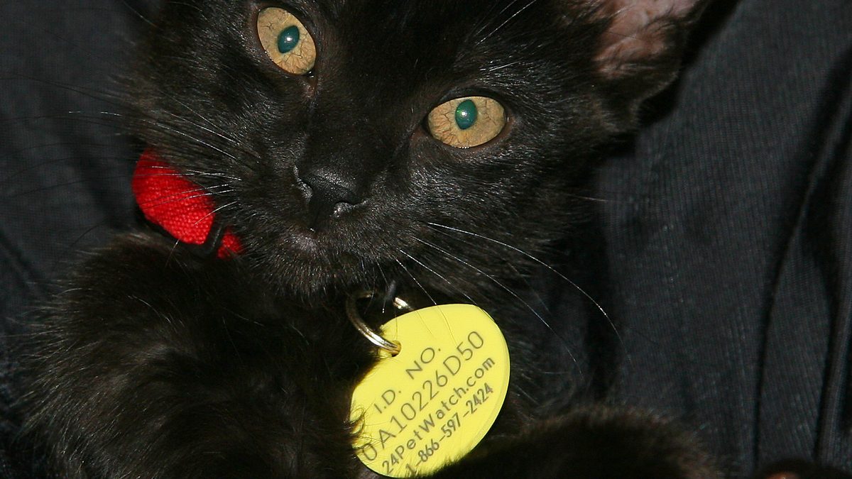 Gatinho preto de olhos amarelados com coleira vermelha e uma plaqueta amarela redonda com código e telefone pendurada no pescoço