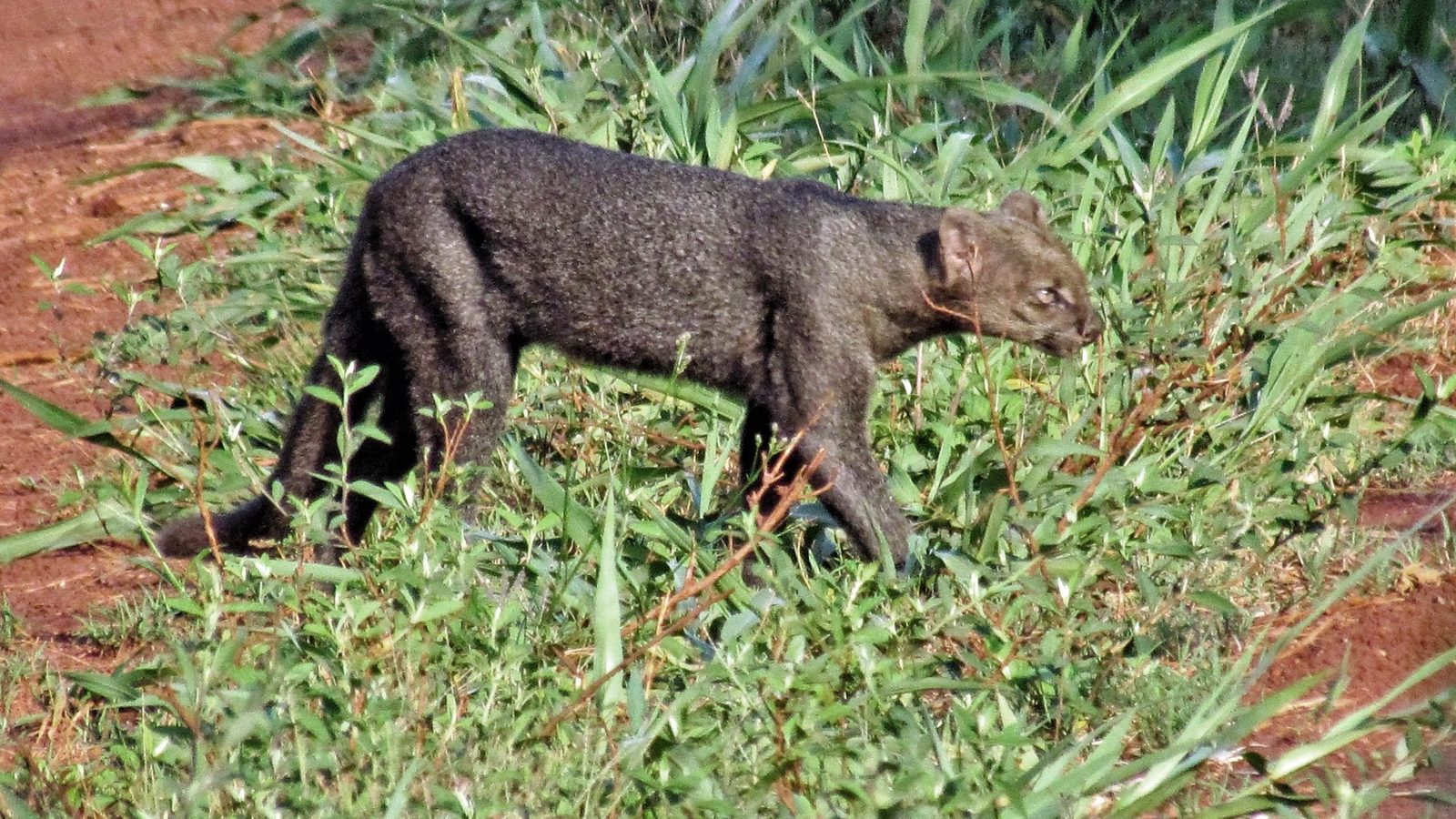 Gato-mourisco de pelagem escura andando na grama verde ao lado de terra vermelha, o felino que a IUCN colocou como quase ameaçado