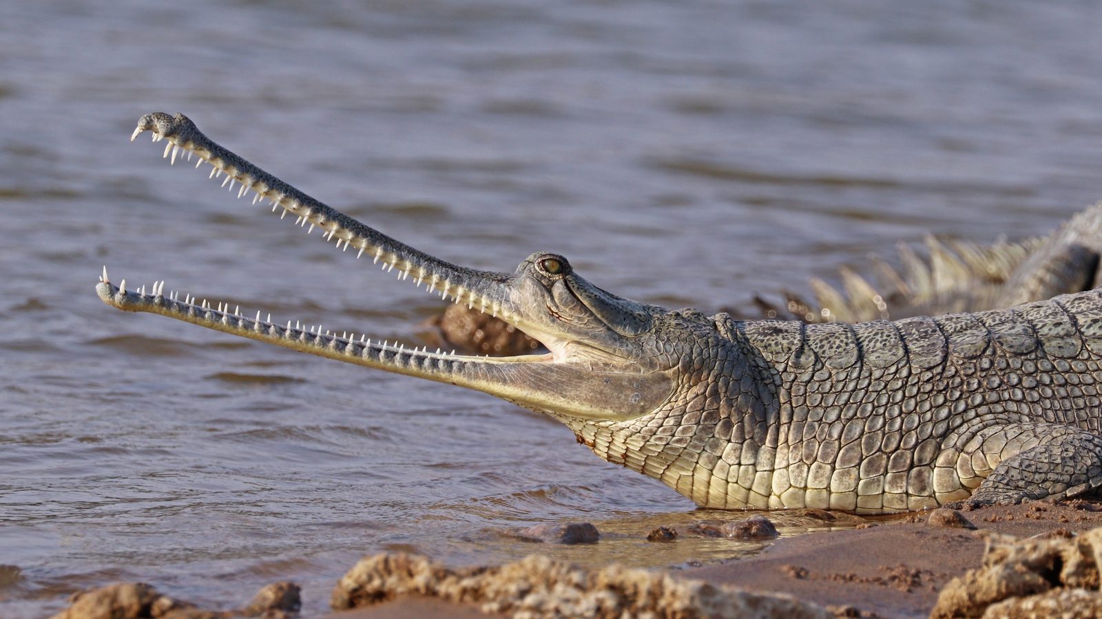 Gavial de focinho longo e fino com a boca aberta na beira de um rio, parente vivo do crocodilo fóssil Herugavialis cairensis