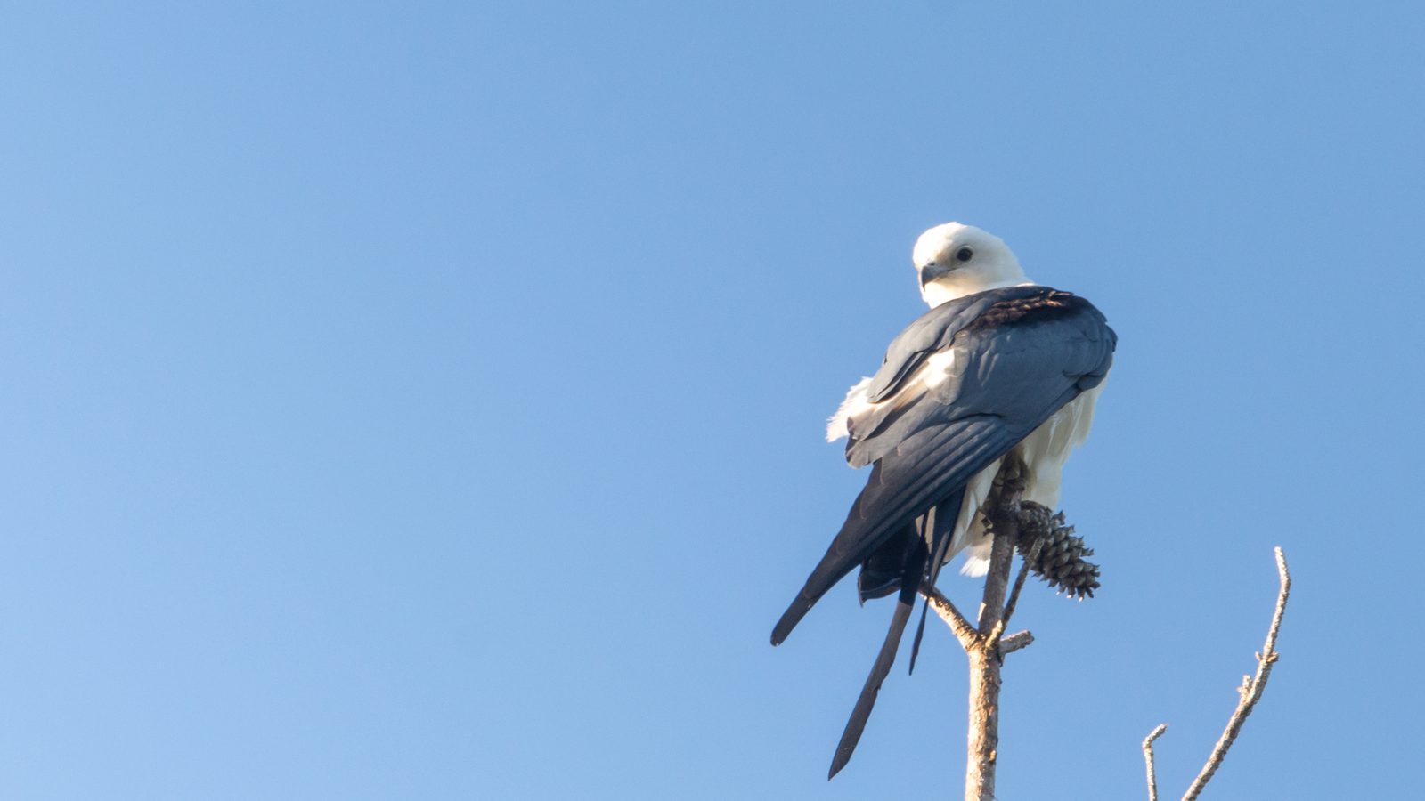 Gavião-tesoura pousado no alto de um galho seco contra o céu azul, ave migratória que pode ser registrada no October Big Day