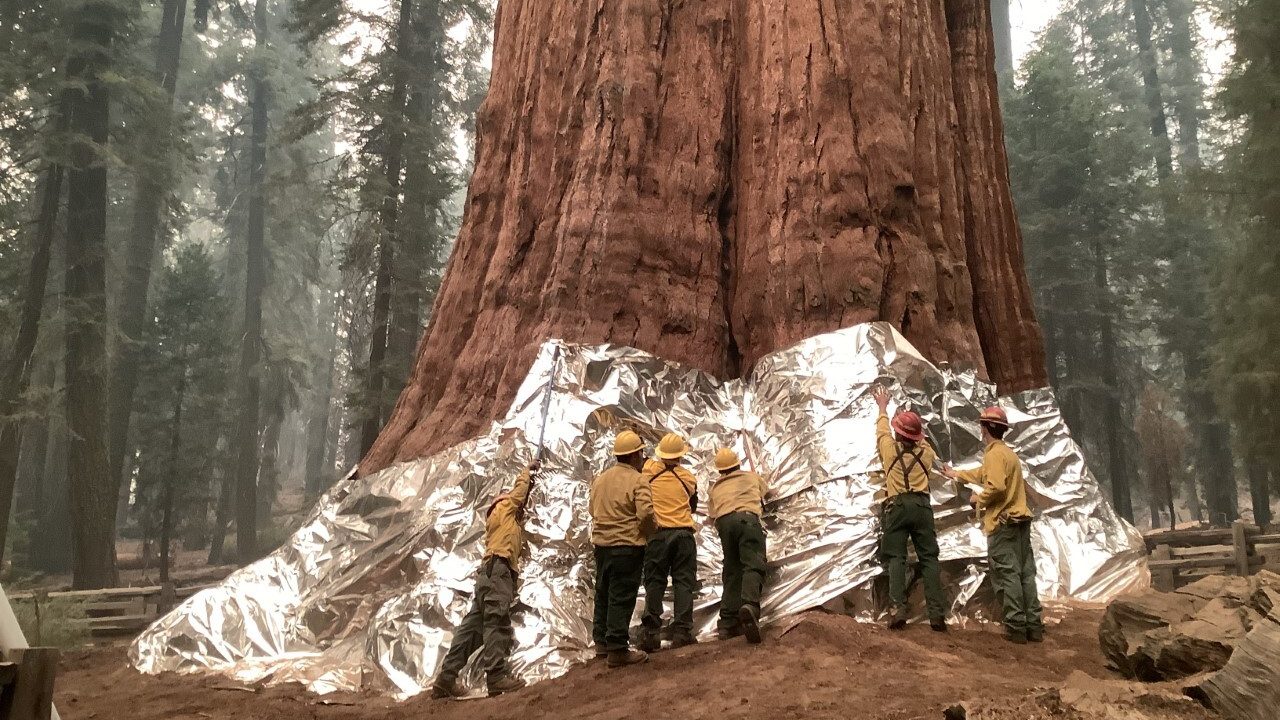 Bombeiros de colete amarelo e capacete estendem manta metálica prateada na base do tronco avermelhado do General Sherman, em meio à fumaça