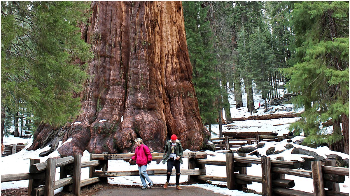 Base do tronco do General Sherman, sequoia gigante, com duas pessoas ao pé e neve no chão no Parque Nacional Sequoia