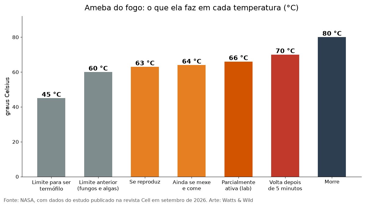 Gráfico mostra que a ameba do fogo se reproduz a 63 graus, se move a 64, fica parcialmente ativa a 66 e morre a 80 graus Celsius