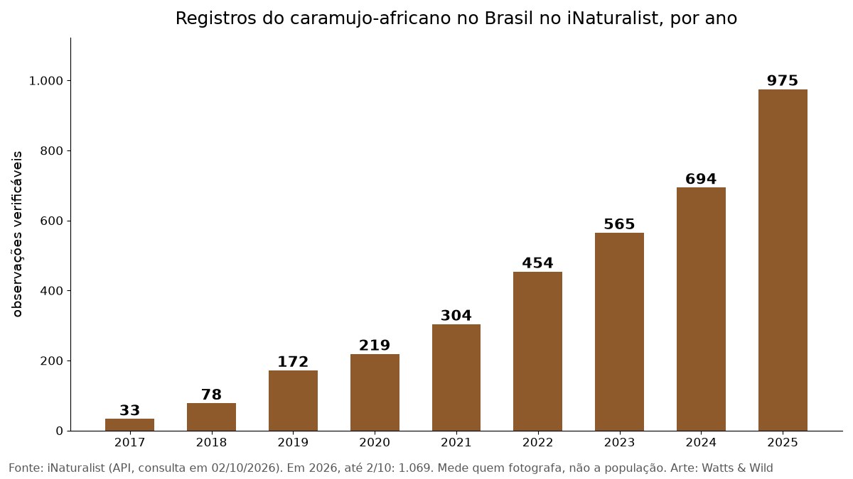 Gráfico dos registros anuais do caramujo-africano no Brasil no iNaturalist de 2017 a 2025