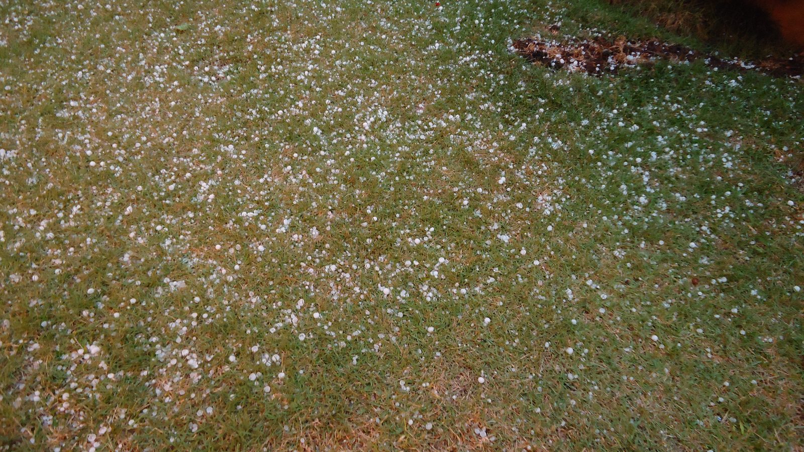 Granizo em São Paulo: pedrinhas brancas de gelo espalhadas sobre a grama de um quintal depois de um temporal, com um vaso ao fundo