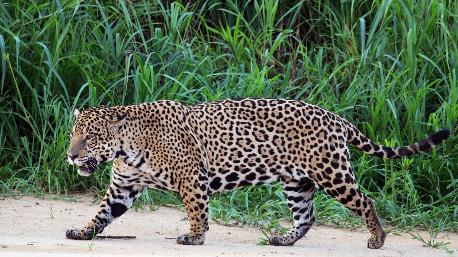 Onça-pintada macho adulta caminha de perfil na margem de um rio no Pantanal, foto de arquivo de outra onça, a mais velha do mundo é o Guardião