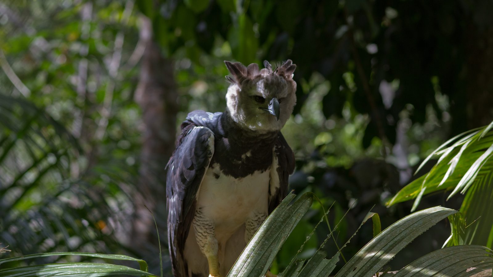 Harpia adulta de frente, com a crista de penas erguida, entre folhagem verde: a harpia na Bahia é monitorada por GPS