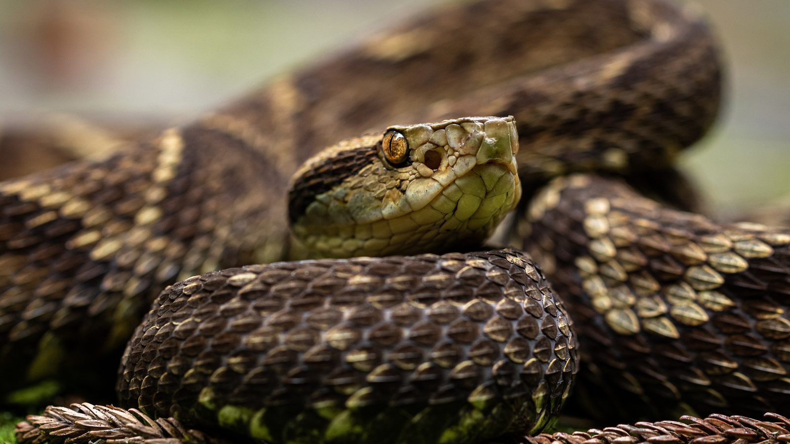 Jararaca enrolada sobre musgo, a serpente que causa a maioria das picadas no Brasil e que pode aparecer como cobra em casa na época de chuva