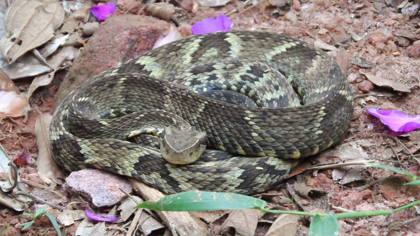 Jararaca enrolada no chão de folhas em Minas Gerais, a serpente que mais causa picada de cobra no Brasil