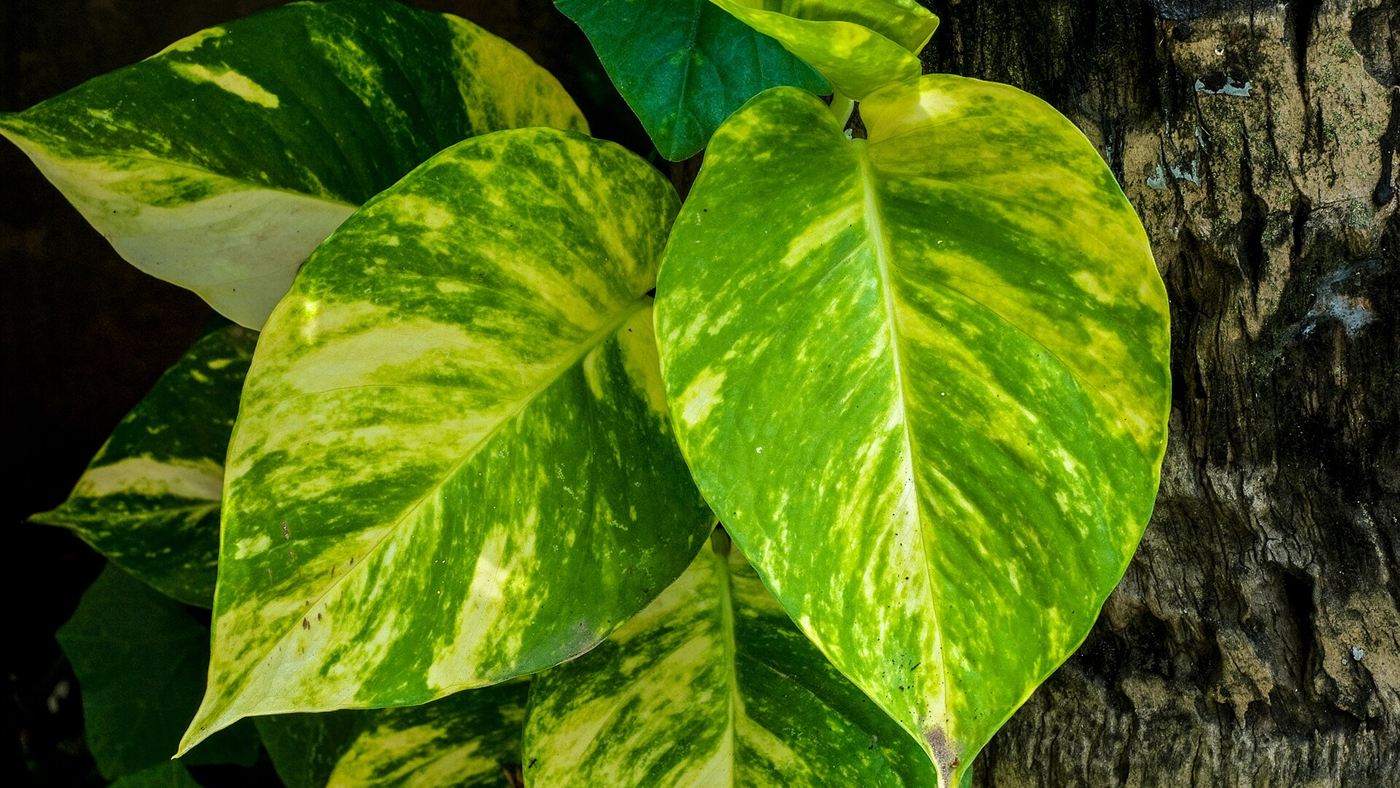 Folhas verdes e amarelas de jiboia (Epipremnum aureum), a planta que faz mal para gato e cachorro se mordida