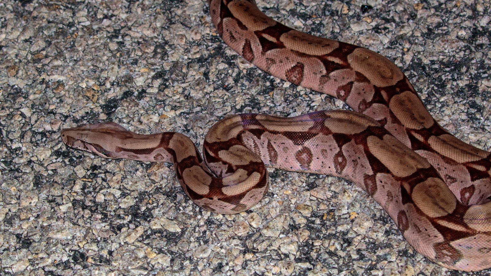 Jiboia capturada de corpo enrolado sobre asfalto, com manchas marrons em losango no dorso