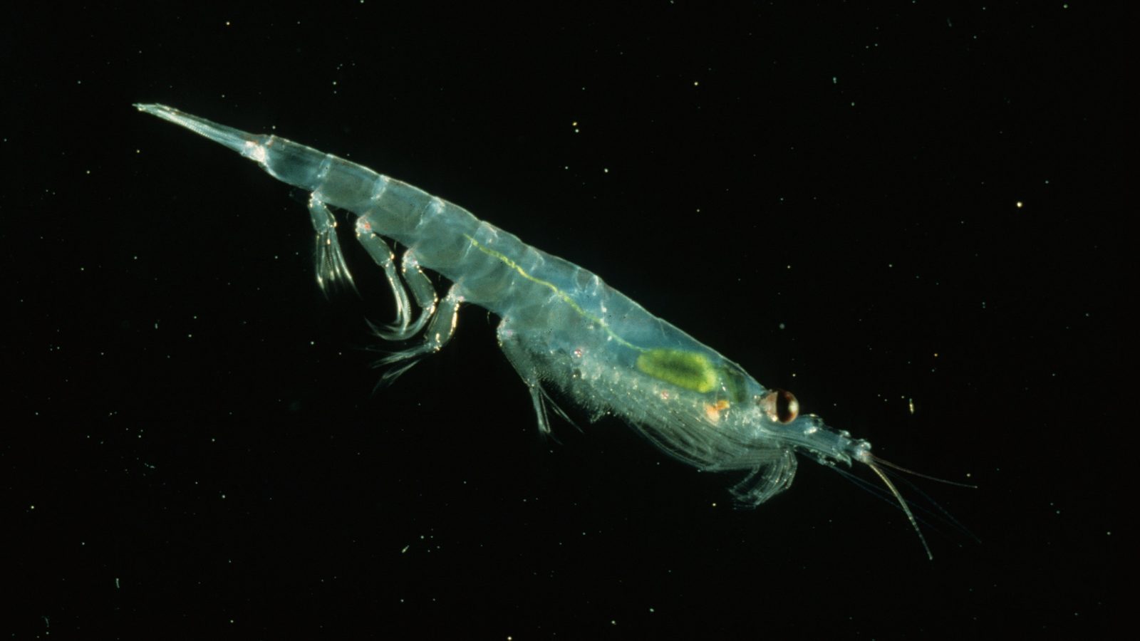 Krill-antártico translúcido sobre fundo preto, com olho avermelhado e estômago verde, o krill que vive perto de fontes hidrotermais