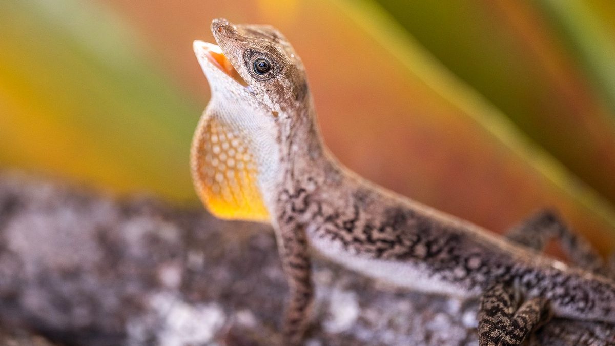 Lagarto do gênero Anolis com a cabeça erguida, a boca aberta e o papo laranja inflado contra um fundo desfocado de folhas