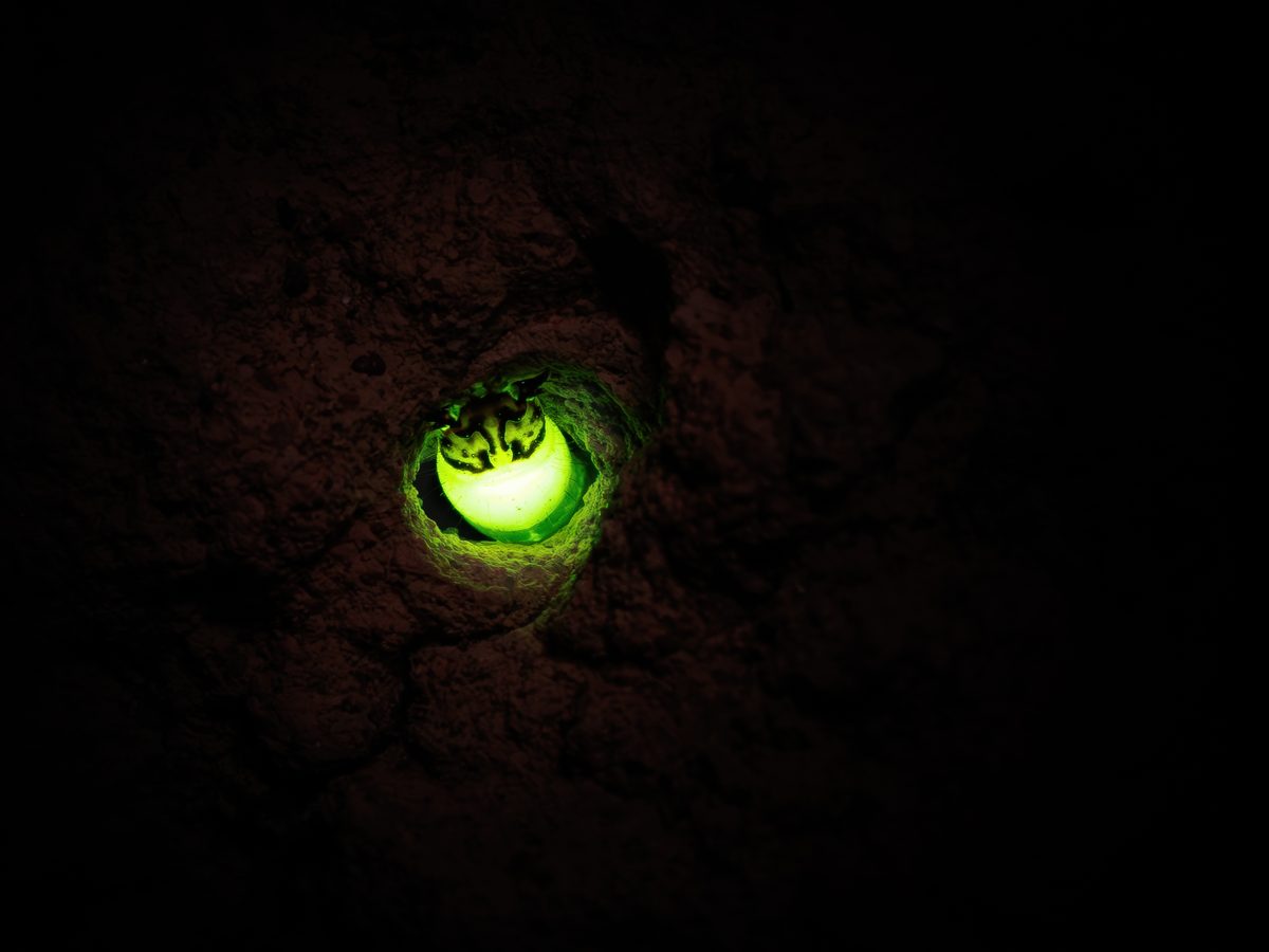 Larva luminosa verde espiando por um buraco redondo na parede de terra de um cupinzeiro, no escuro