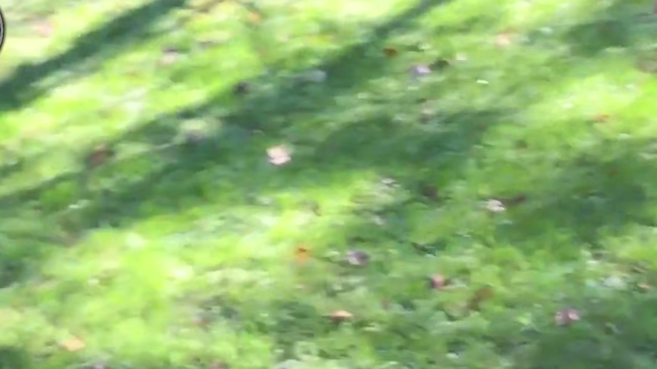 Imagem de divulgação: Leopardo ataca cão em varanda na narrativa do Ley de la Selva, mas animal que consegue escapar é apresentado como pastor alemão